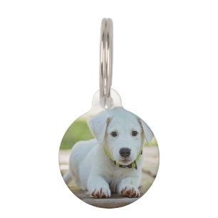 Médaillon Pour Animaux Photo personnalisée pour animal de compagnie