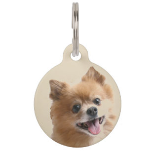 Médaillon Pour Animaux Poméranien