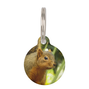 Médaillon Pour Animaux Portrait d'un écureuil Nature Animal Photographie