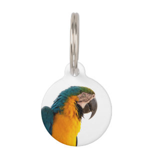 Médaillon Pour Animaux Post-it Notes perroquet