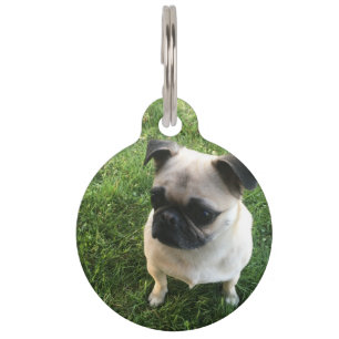 Médaillon Pour Animaux Pug puppy