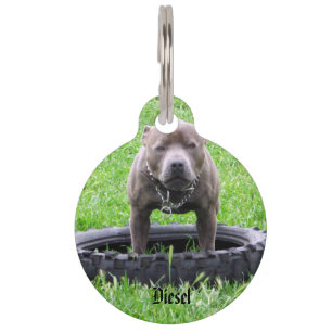Médaillon Pour Animaux Staffy avec logo nom Diesel,