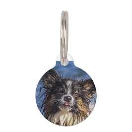 Médaillon Pour Animaux Tags Papillon Dog.