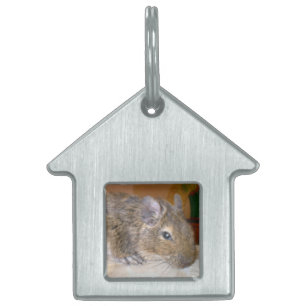 Médaillons Pour Animaux Domestiques Balise de animal de compagnie détendu Degu