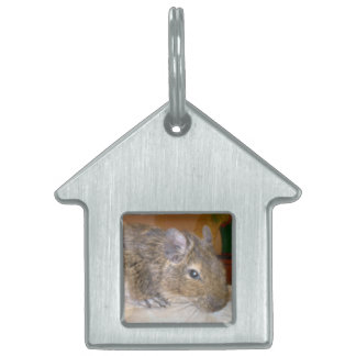 Médaillons Pour Animaux Domestiques Balise de animal de compagnie détendu Degu