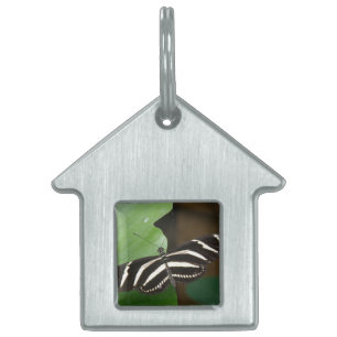 Médaillons Pour Animaux Domestiques Balise de papillon à aile longue Zebra