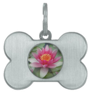Médaillons Pour Animaux Domestiques Balise Pink Lotus Water Lily encadrée Pet