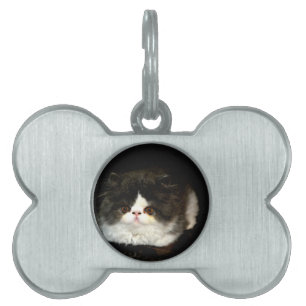 Médaillons Pour Animaux Domestiques Chaton noir et blanc