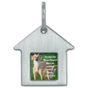 Médaillons Pour Animaux Domestiques Chiens Whippet aux cheveux longs