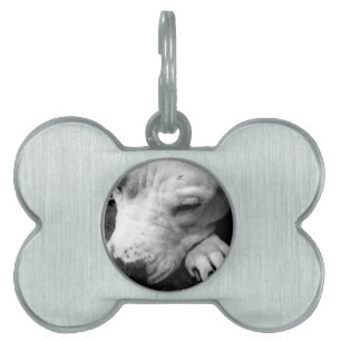 Médaillons Pour Animaux Domestiques cicatrice de harry potter chien pit bull blanc