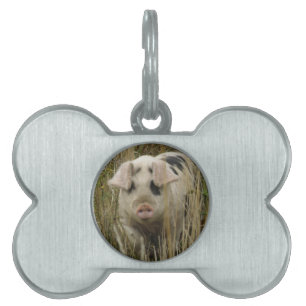 Médaillons Pour Animaux Domestiques Cute Pig