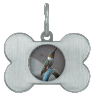 Médaillons Pour Animaux Domestiques Green ruby little hummingbird