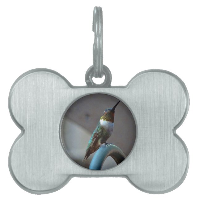 Médaillons Pour Animaux Domestiques Green ruby little hummingbird (Devant)