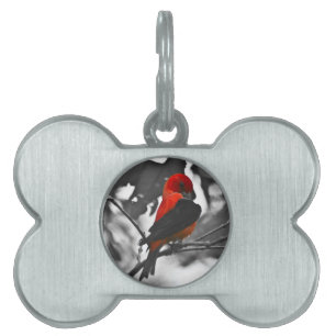 Médaillons Pour Animaux Domestiques Homme Scarlet Tanager