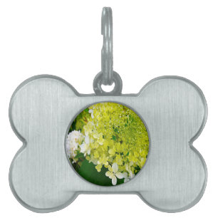 Médaillons Pour Animaux Domestiques Hydrangea Limelight Vert Chartreuse Élégant