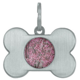 Médaillons Pour Animaux Domestiques Les fleurs de cerisiers Sakura sont roses