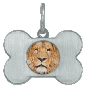 Médaillons Pour Animaux Domestiques Lion