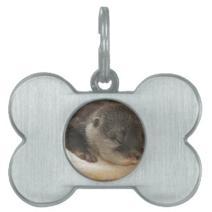 Médaillons Pour Animaux Domestiques Otter endormi