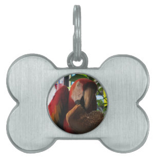 Médaillons Pour Animaux Domestiques Parrot Macaw Scarlet Manger Toast