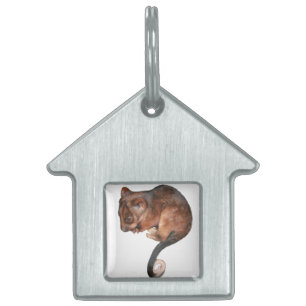 Médaillons Pour Animaux Domestiques Petit Bébé Singtail Possum