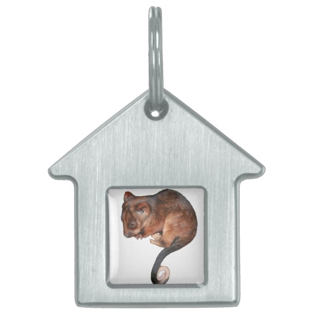 Médaillons Pour Animaux Domestiques Petit Bébé Singtail Possum (Devant)