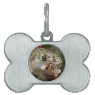 Médaillons Pour Animaux Domestiques Photo Rainbow Trump