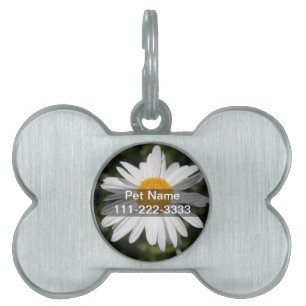 Médaillons Pour Animaux Domestiques popular flower, pretty wild white daisy photograph