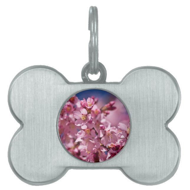 Médaillons Pour Animaux Domestiques Sakura Cherry Blossoms embrassés par Sunlight (Devant)
