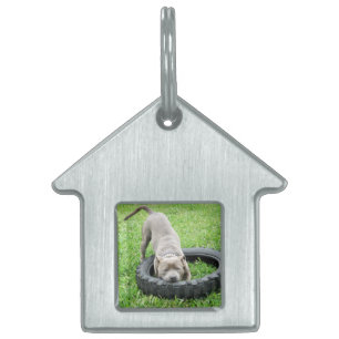 Médaillons Pour Animaux Domestiques Temps de jeu du Staffordshire Bull Terrier bleu.