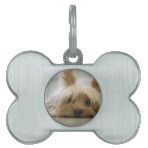 Médaillons Pour Animaux Domestiques yorkshire terrier chiot chien mignon yeux visage c