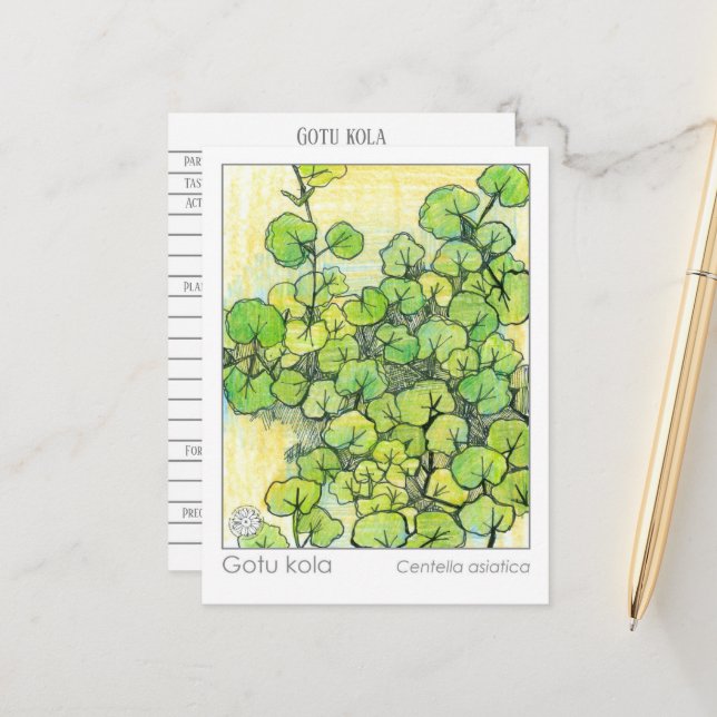 Medicinal Herb Gotu Kola Pflanze Herbal Study Card Postkarte (Vorderseite/Rückseite Beispiel)