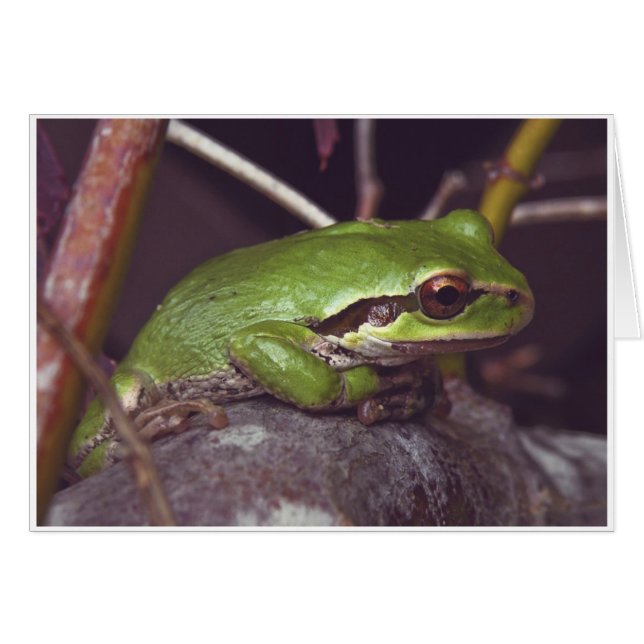 Méditation de grenouille (Devant horizontal)