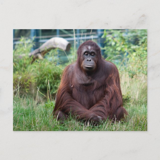 Meditation Postkarte (Vorderseite)
