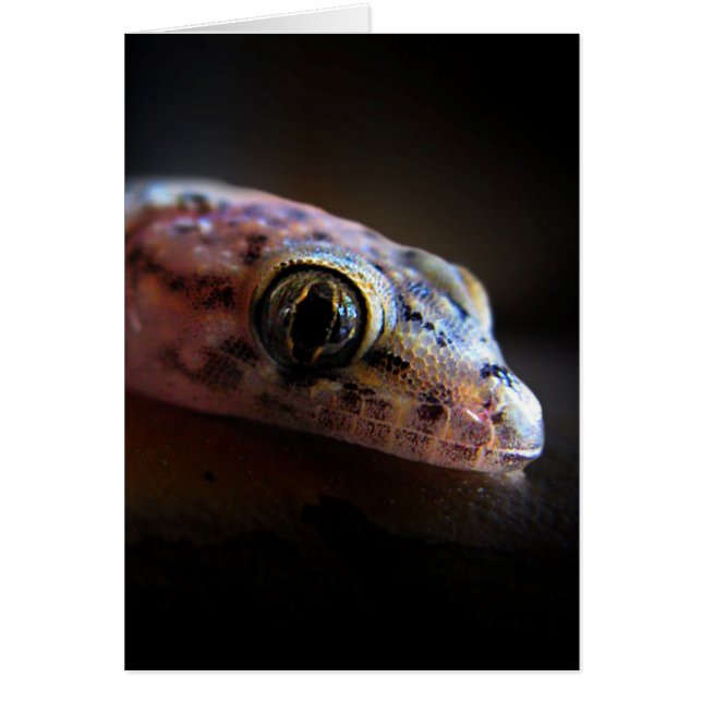 Mediteran Gecko Lizard (Vorne)