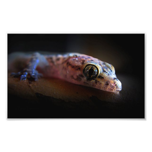 Mediteran Gecko Lizard Fotodruck (Vorne)