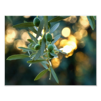 Mediterranes Gold; Oliven auf der Baumzweigung Fotodruck