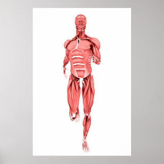 Medizinische Darstellung männlicher Muskeln unter Poster