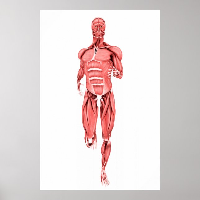 Medizinische Darstellung männlicher Muskeln unter  Poster (Vorne)