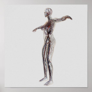 Medizinische Illustration der weiblichen Arterien, Poster