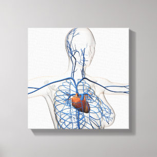 Medizinische Illustration des Kreislaufsystem Leinwanddruck