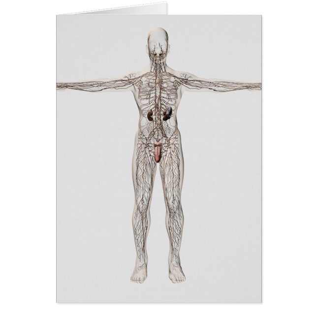 Medizinische Illustration des männlichen Lymphsyst (Vorne)