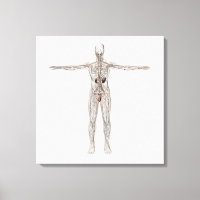 Medizinische Illustration des männlichen Lymphsyst