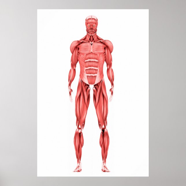 Medizinische Illustration des männlichen Muskelsys Poster (Vorne)