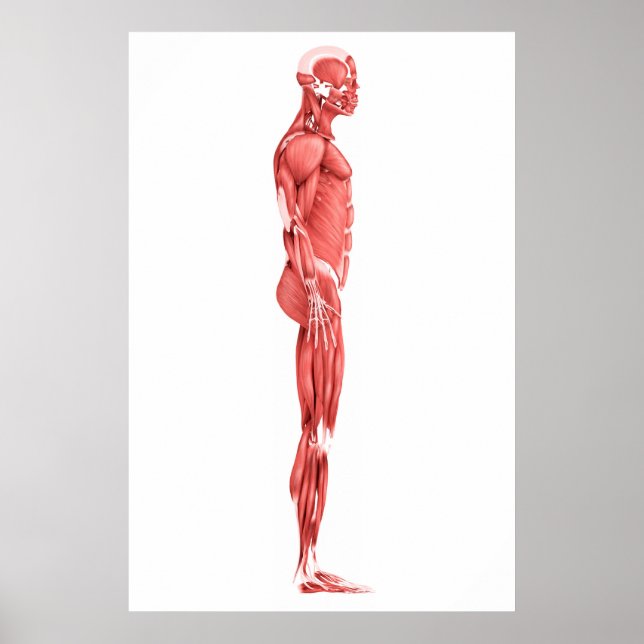 Medizinische Illustration des männlichen Muskelsys Poster (Vorne)