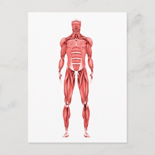 Medizinische Illustration des männlichen Muskelsys Postkarte (Vorderseite)
