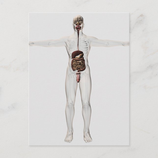 Medizinische Illustration des männlichen Verdauung Postkarte (Vorderseite)