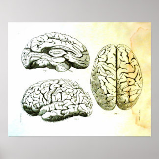 Medizinische Illustration des menschlichen Gehirns Poster