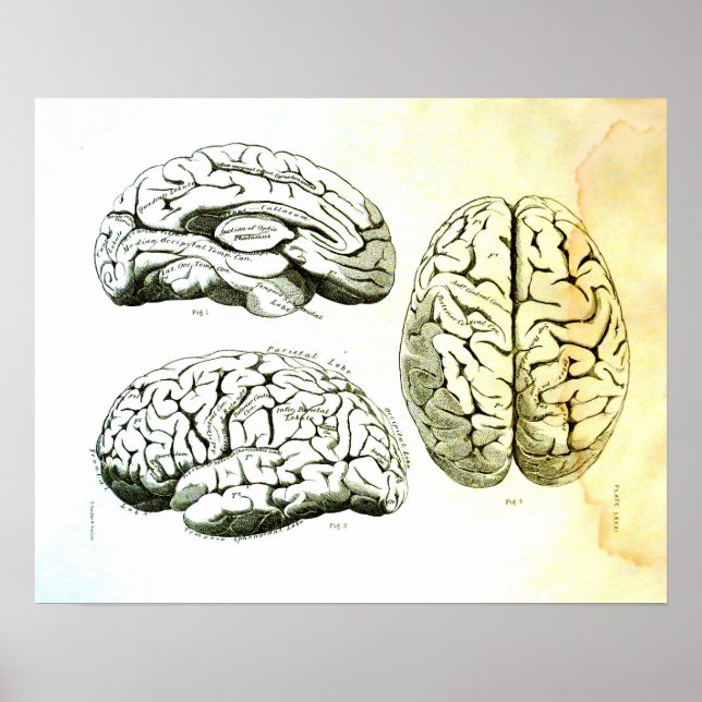 Medizinische Illustration des menschlichen Gehirns Poster (Vorne)