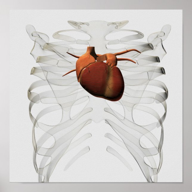 Medizinische Illustration des menschlichen Herzens Poster (Vorne)