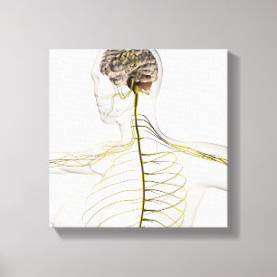 Medizinische Illustration des menschlichen Leinwanddruck